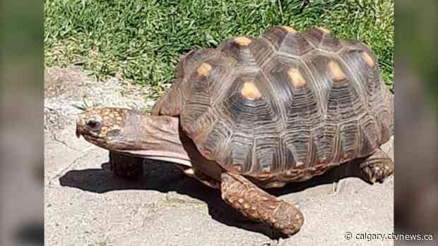 Pet red-footed tortoise returns to Airdrie backyard after going missing for a week