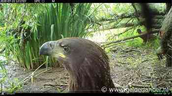 Camera in de Biesbosch legt per ongeluk twee ‘knoeperds’ van zeearenden vast