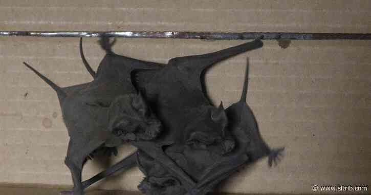 Stay away from bats, health officials warn Utahns