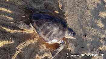 Une tortue marine retrouvée morte sur la plage Trottel, à Ajaccio - France Bleu
