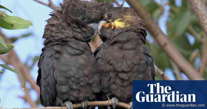Fledgling 0601: the baby cockatoo that rose from the ashes of Australia's bushfires