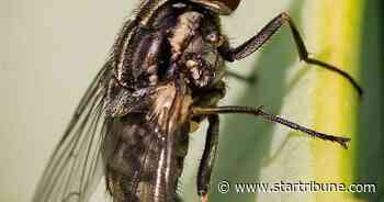 Biting black flies swarm the North Shore