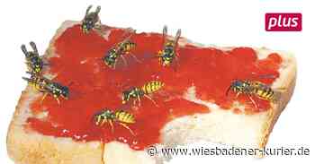 Umweltamt und BUND raten zum entspannten Umgang mit Wespen