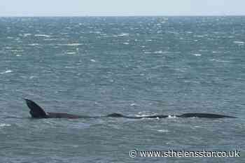 Underwater robots discover daily habits of endangered whales - St Helens Star