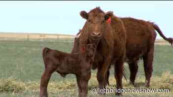 Beef processing still pushed back but recovering amid COVID-19 - Lethbridge News Now