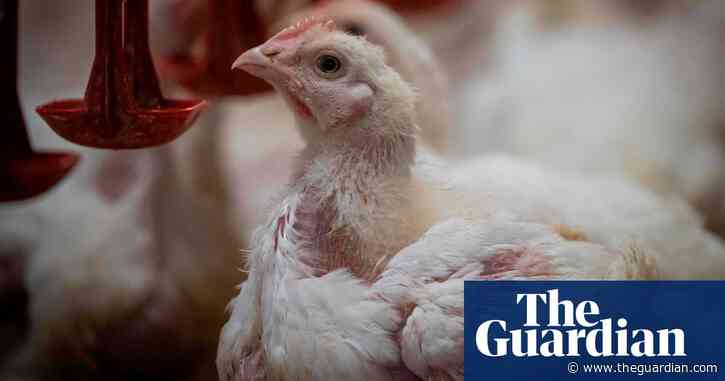 KFC admits a third of its chickens suffer painful inflammation