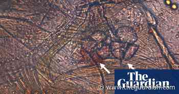 Small crustacean can fragment microplastics in four days, study finds