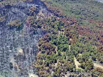 Unanimidad para reforestar la zona incendiada de Quesada - Lacontradejaen