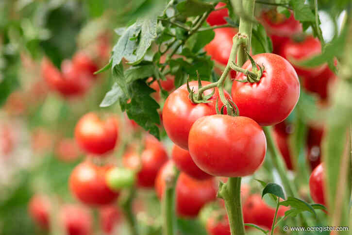 Like your tomato plants? Here’s how to prepare for a fall harvest