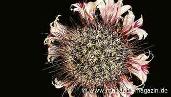 Compliance: Wie Sie Verstößen im Unternehmen vorbeugen können