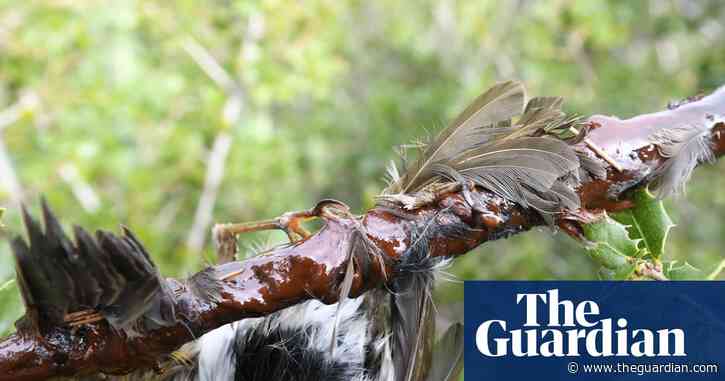 European commission orders France to outlaw 'barbaric' glue traps for birds