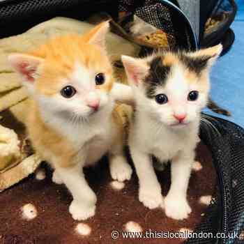 Protest as RSPCA cuts could see Putney Animal Hospital shut