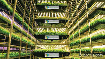 The world's largest indoor vertical farm is addressing food inequity