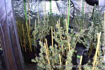 Cannabis factory discovered in flat in Haringey