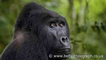 Man who killed Uganda gorilla Rafiki jailed for 11 years
