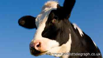 Herd not seen: 15,000 cattle vanish