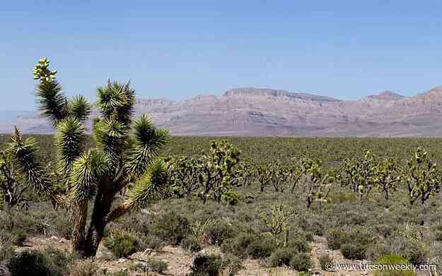 Proposal to protect Joshua trees from climate change proves divisive