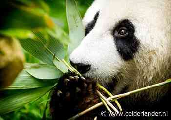 Ouwehands Dierenpark in de race voor Televizier-Ring