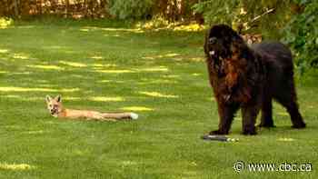 Puppy love has tails wagging in unlikely friendship between a fox and a great big hound