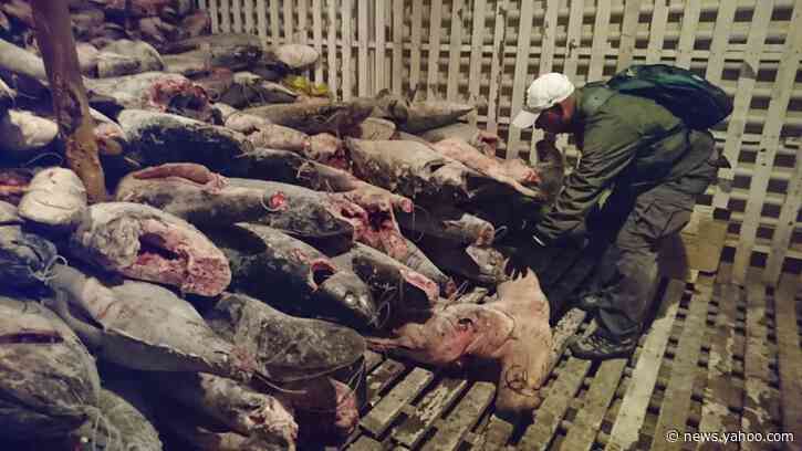 260 Chinese boats fish near Galapagos; Ecuador on alert