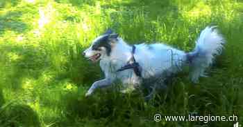 Il canile di Erba sarà intitolato al cane Sturn - laRegione