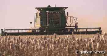 Crop development progressing rapidly: Saskatchewan Agriculture