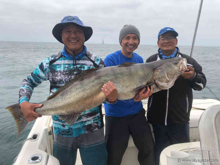 VIDEO: Placentia man catches 62-inch giant white seabass