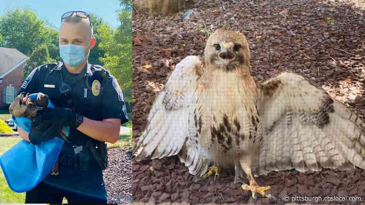 Red-Tailed Hawk With Broken Wing Rescued In Pine Township