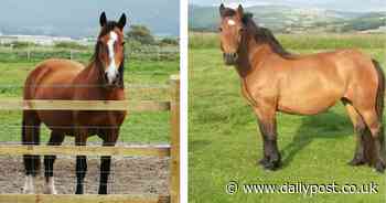 Pervert caught on CCTV sexually assaulting two horses - North Wales Live