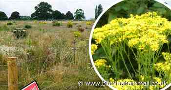 Fears as poisonous weed flourishes on Solihull countryside turned to 'wasteland' by HS2 - Birmingham Live