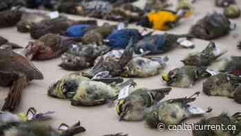 Ottawa finally considers bird-friendly building guidelines 15 years after Toronto, Vancouver - capitalcurrent.ca