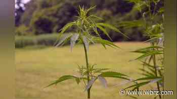 Medical marijuana program expands, among new Louisiana laws - WBRZ