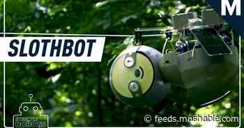Georgia Tech built a ‘slothbot’ that slowly climbs through trees — Strictly Robots