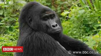 Killer of Rafiki, Uganda's rare silverback mountain gorilla, jailed