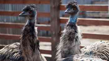 Australia hotel bans rowdy emus for bad behavior - CNN