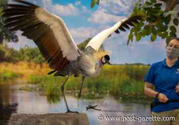 National Aviary visitors are staying a gray, crowned crane apart