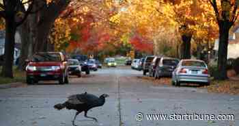 Why do wild turkeys seem to thrive in the Twin Cities metro?