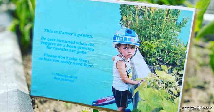 Marina Gomberg thought gardening would be calming — and then the veggie thieves struck