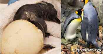 King penguin chick overcomes ‘incredible obstacle’ to hatch at Calgary Zoo
