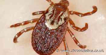 Health experts' tick warning after first case of rare infection recorded in UK