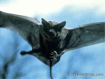 E. Ontario health officials urge caution after two bats test positive for rabies