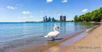 Toronto beach unsafe for swimming due to high E. coli levels | News - Daily Hive