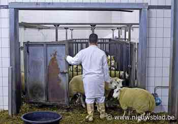 Politie sluit twee illegale slachtplaatsen, schapen zijn in beslag genomen