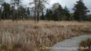 Tyrone girl (6) in lucky escape as bog 'swallows' her on walk