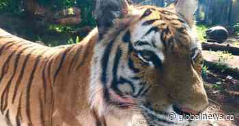 Edmonton Valley Zoo opens new habitat for endangered tigers
