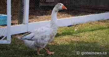 Pet goose that survived fox attack now internet hero, Moose Jaw mayoral candidate