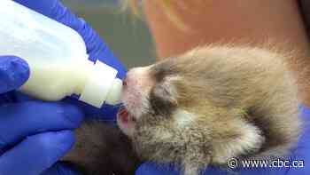 Assiniboine Park Zoo cares for baby red panda who couldn't bond with it's mother