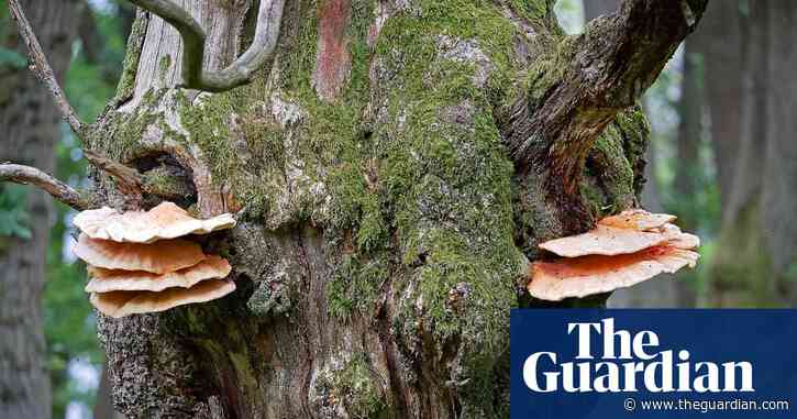 Country diary: chicken-of-the-woods is tasty – and not just to us