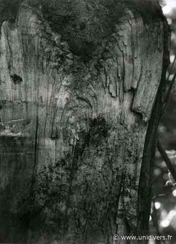 Exposition : cet oublié, le tronc d'arbre Château des ravalets Tourlaville - Unidivers