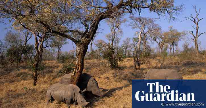 South African rhino poaching halves in six months thanks to Covid-19 lockdown